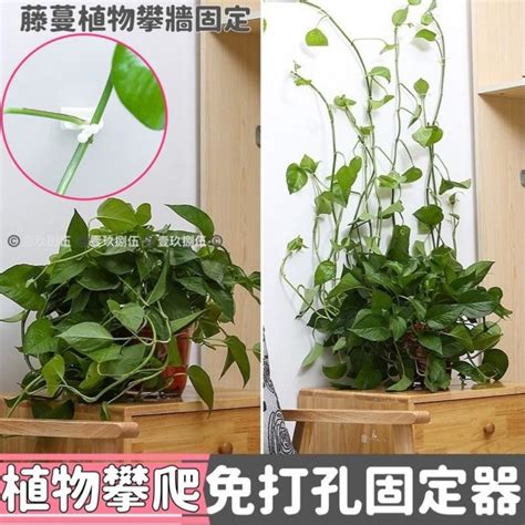 藤蔓 風水|植物風水「藏風聚氣」！向外生長攀爬不修剪 運勢恐。